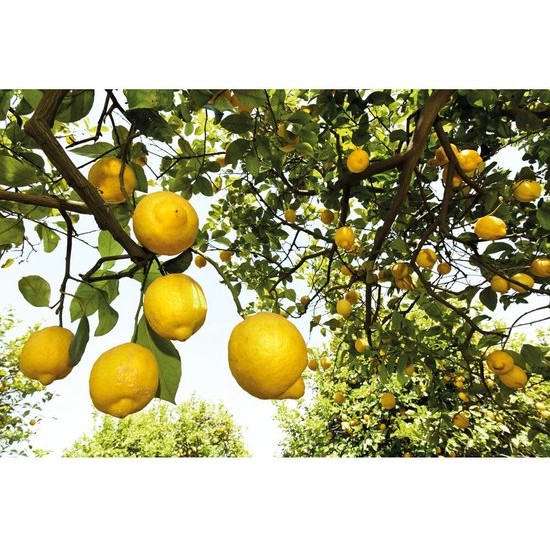 Citrus Deodorant By Weleda 100 Ml